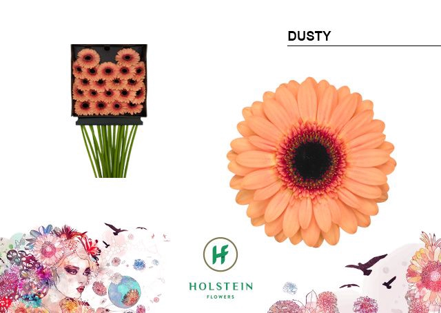 <h4>GE MI DUSTY DIA KAART x40</h4>