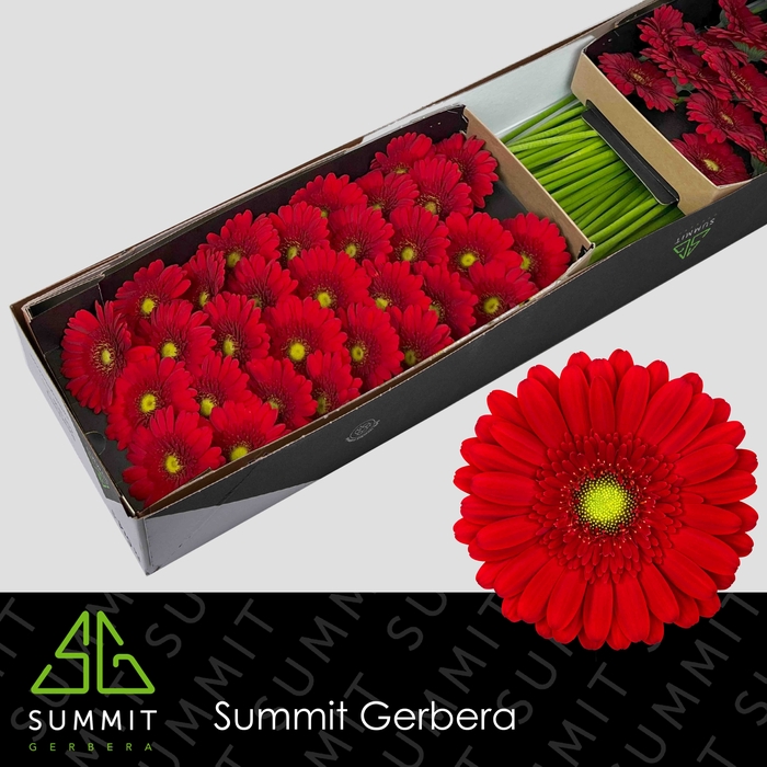 <h4>Germini Phoenix Half doos</h4>