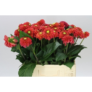 Dahlia Orange Fox Ex