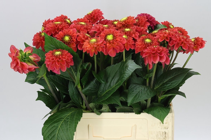 <h4>Dahlia Orange Fox Ex</h4>