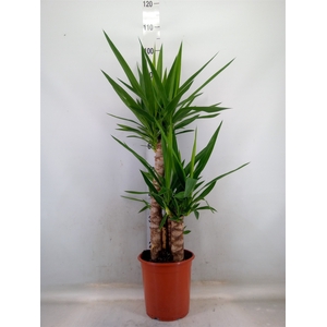 Yucca   ...