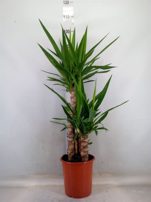 <h4>Yucca   ...</h4>