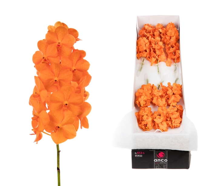 <h4>Vanda Princess Orange</h4>
