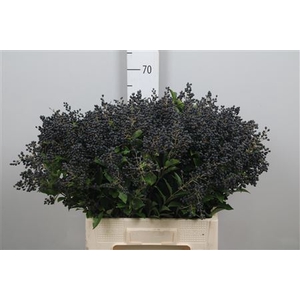 Ligustrum Ov Libelle Black