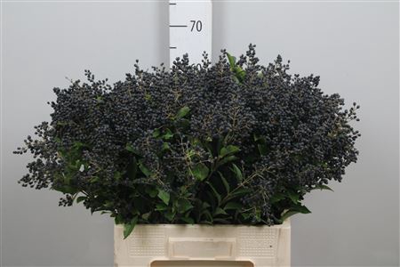 <h4>Ligustrum Ov Libelle Black</h4>