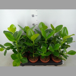 Clusia rosea 'Princess'