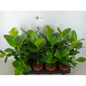 Clusia rosea 'Princess'