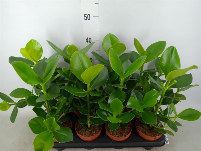 <h4>Clusia rosea 'Princess'</h4>