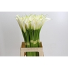 Zantedeschia Eydolls White