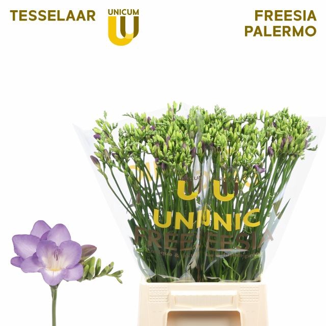 Freesia enk Palermo