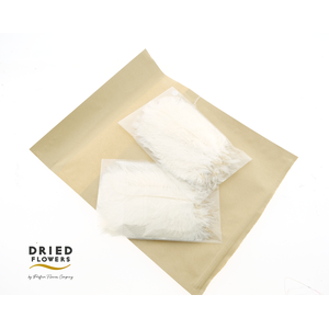 Dried Ostrich Feather White Big