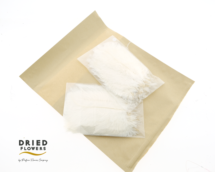 <h4>Dried Ostrich Feather White Small</h4>