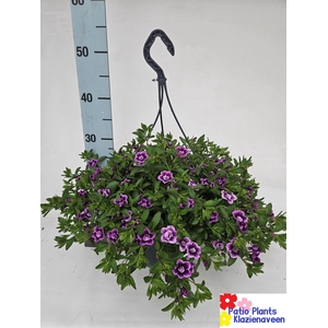 CALIB CA PURPLE
