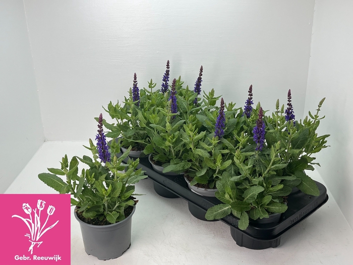 <h4>SALVIA NE SE DP BLUE</h4>