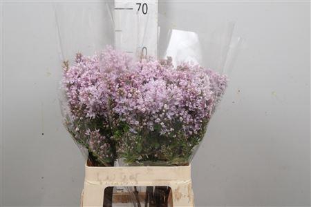 <h4>Syr V Hugo Koster 4+</h4>