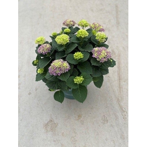 23 Hydrangea Magical Evolution Pink