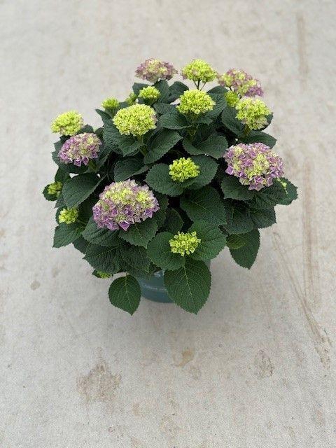 <h4>23 Hydrangea Magical Evolution Pink</h4>