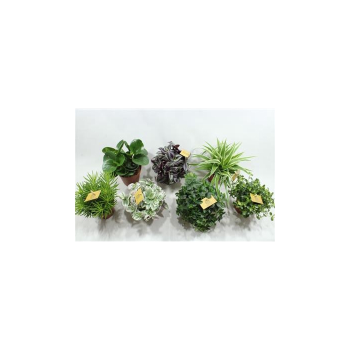 <h4>12CM SMIT MIX</h4>