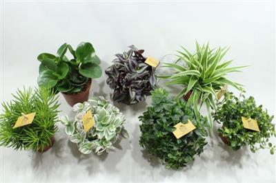 12CM SMIT MIX
