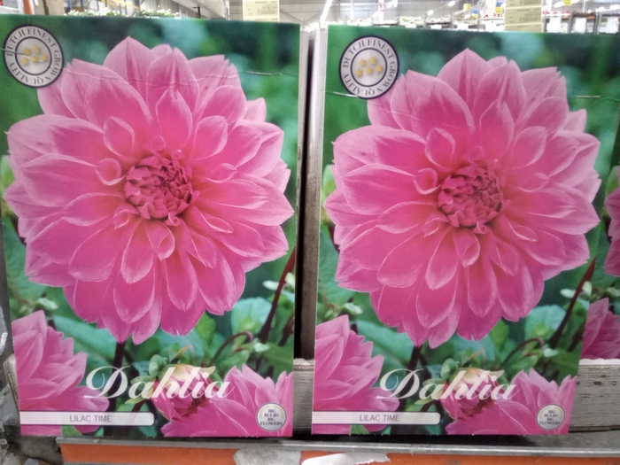 <h4>Dahlia   ...flowerbulbs</h4>