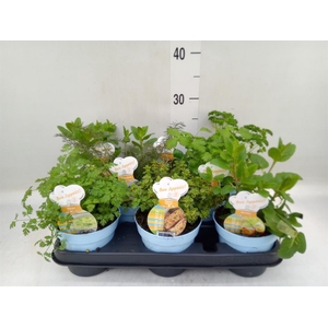 Tuinkruiden   ...mix