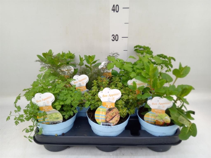 <h4>Tuinkruiden   ...mix</h4>