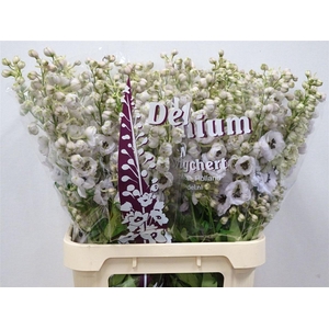 Delph El Dewi Spijker White Black Centre