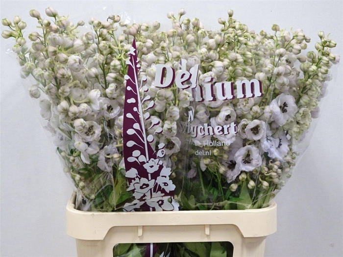 <h4>Delph El Dewi Spijker White Black Centre</h4>