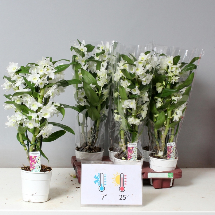 <h4>DENDR N SC APOLLON</h4>