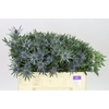 Eryngium Orion