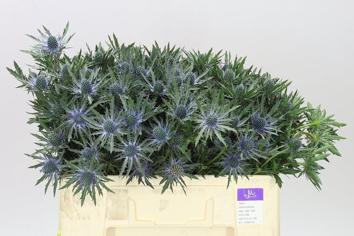 <h4>Eryngium Orion</h4>