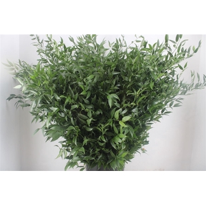 Ruscus Long 4 Stems P Bunch