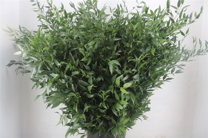 <h4>Ruscus Long 4 Stems P Bunch</h4>