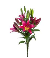 LIRIO TOUCHSTONE 090 CM HT 3/5 FLS