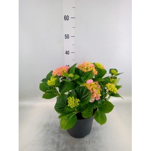 Hydrangea mac. 'Early'