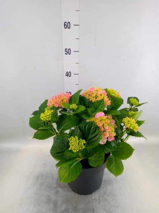 <h4>Hydrangea mac. 'Early'</h4>