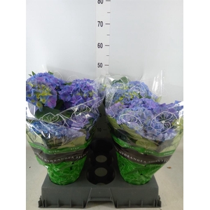 Hydrangea mac. 'Early Blue'
