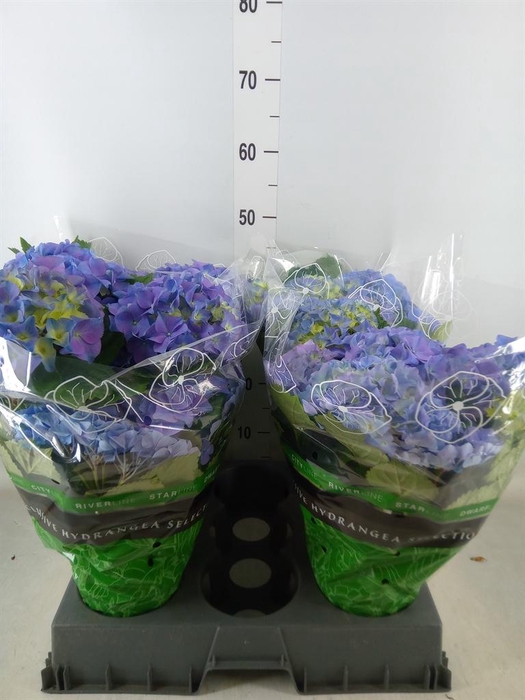 <h4>Hydrangea mac. 'Early Blue'</h4>