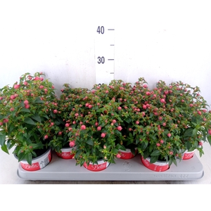 Fuchsia  'Bella Fuchsia Evita'