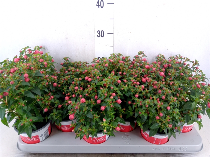 <h4>Fuchsia  'Bella Fuchsia Evita'</h4>