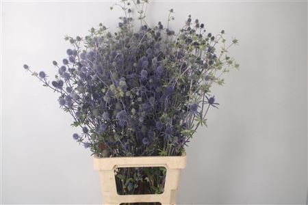 <h4>Eryngium Blue Star</h4>