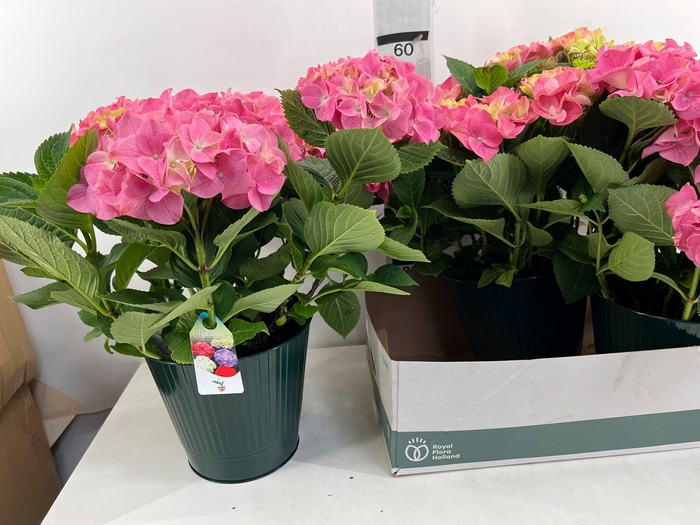 <h4>ARR TUINPLANTEN</h4>