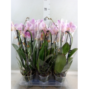 Phalaenopsis  'Elegant Cascade'
