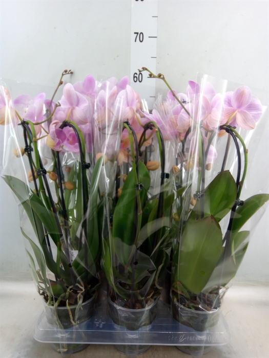 <h4>Phalaenopsis  'Elegant Cascade'</h4>