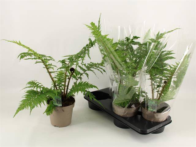 <h4>CYATHEA AUSTRALIS</h4>