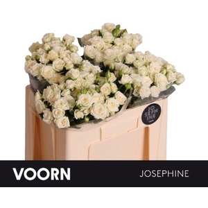 Rosa spray josephine