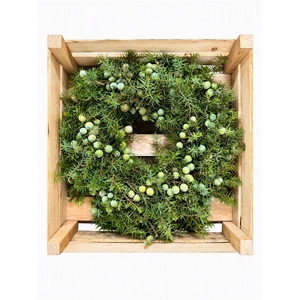 Wr Jeneverbes Naturel 40cm