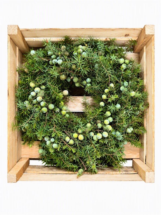 <h4>Wr Jeneverbes Naturel 40cm</h4>