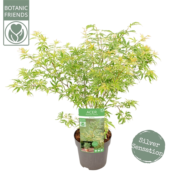 <h4>Acer palm. 'Butterfly'</h4>