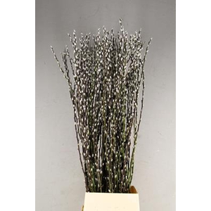 Salix Snow Flake 150cm
